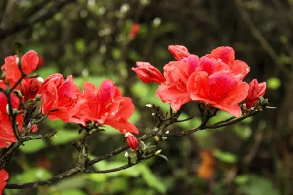 杜鹃花的花语，寓意繁荣昌盛、真诚的爱等