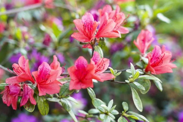 杜鹃花的花语，寓意繁荣昌盛、真诚的爱等