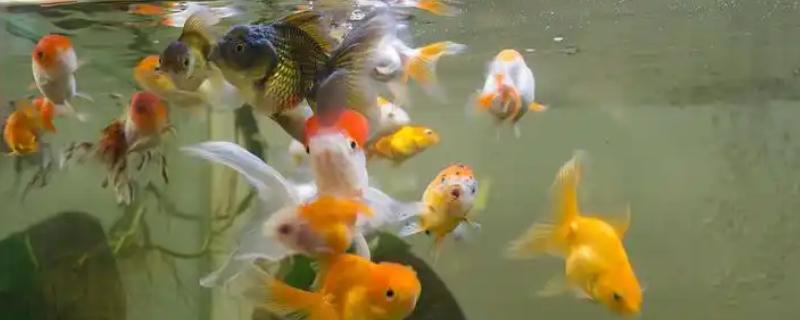 鱼身上被咬烂了怎么处理，要先把受伤的鱼捞出来