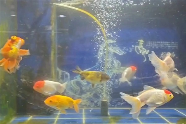 鱼身上被咬烂了怎么处理，要先把受伤的鱼捞出来