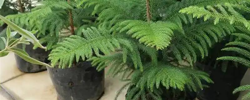 如何制作南洋杉盆景，栽入盆中后要剪除树苗底部的轮生枝