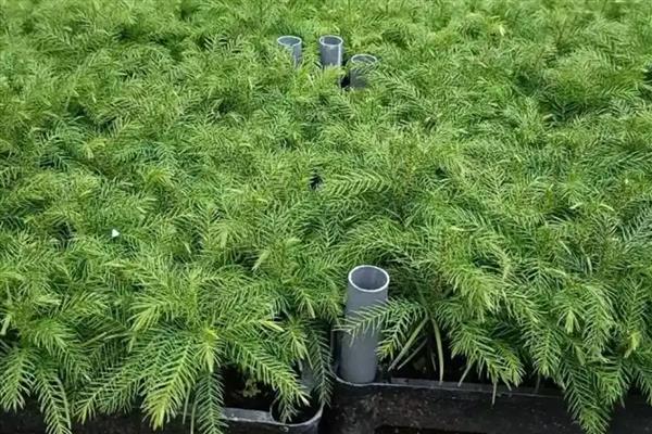 如何制作南洋杉盆景，栽入盆中后要剪除树苗底部的轮生枝