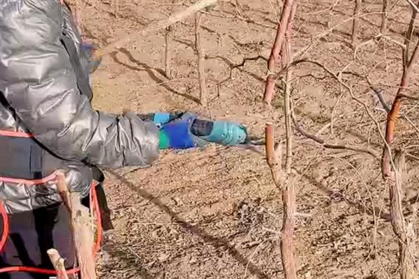 第二年如何修剪枣树，先定干再短截各层的枝条