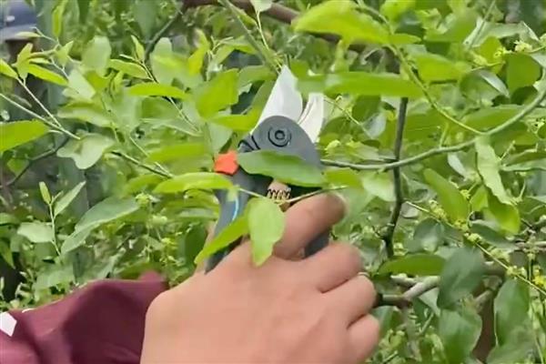 第二年如何修剪枣树，先定干再短截各层的枝条