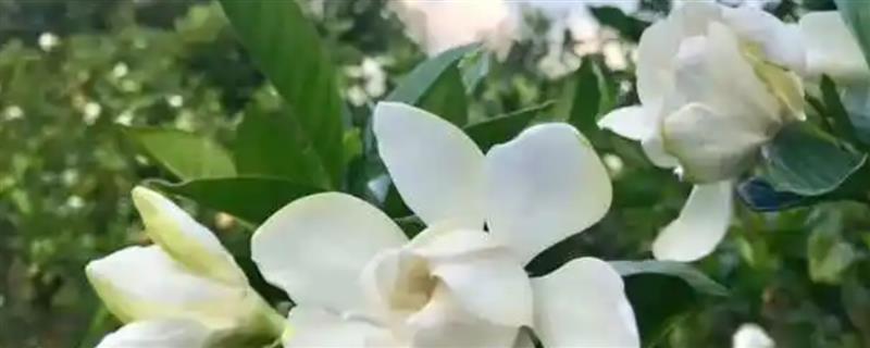 栀子花对人身体有没有害，无害且能有效促进睡眠