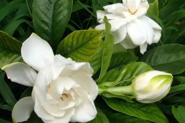 栀子花对人身体有没有害，无害且能有效促进睡眠