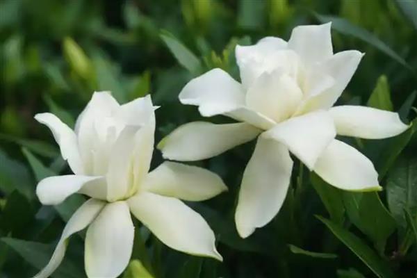 栀子花对人身体有没有害，无害且能有效促进睡眠