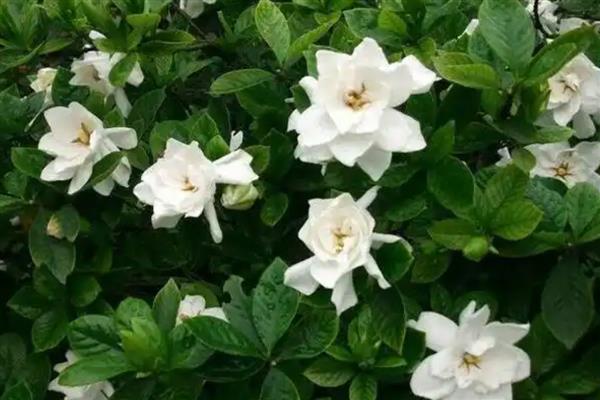 栀子花对人身体有没有害，无害且能有效促进睡眠