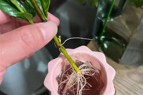 栀子花对人身体有没有害，无害且能有效促进睡眠