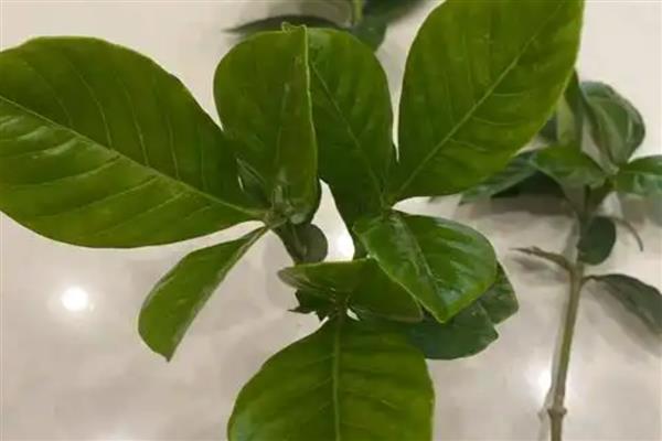 栀子花对人身体有没有害，无害且能有效促进睡眠