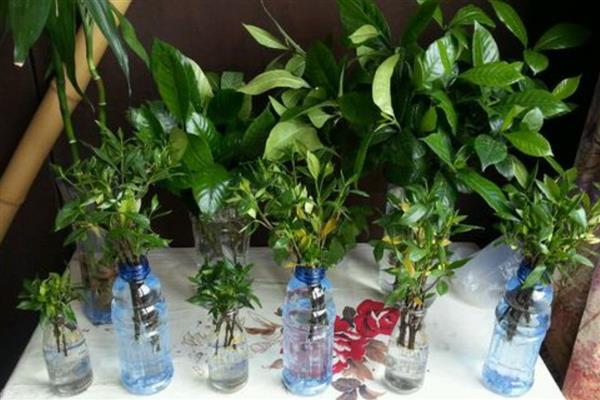 栀子花对人身体有没有害，无害且能有效促进睡眠