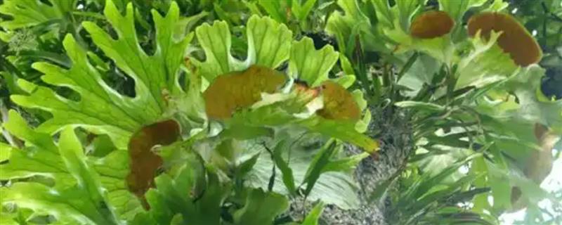 鹿角蕨的养殖方法，春秋季节每隔3天浇一次水