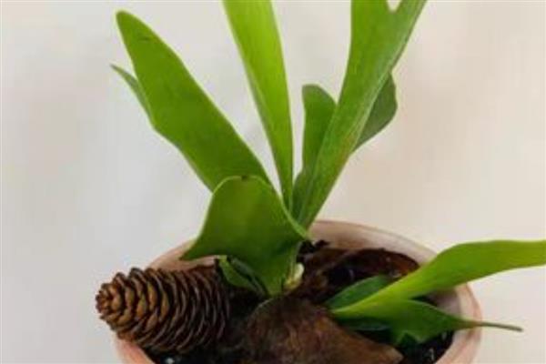 鹿角蕨的养殖方法，春秋季节每隔3天浇一次水