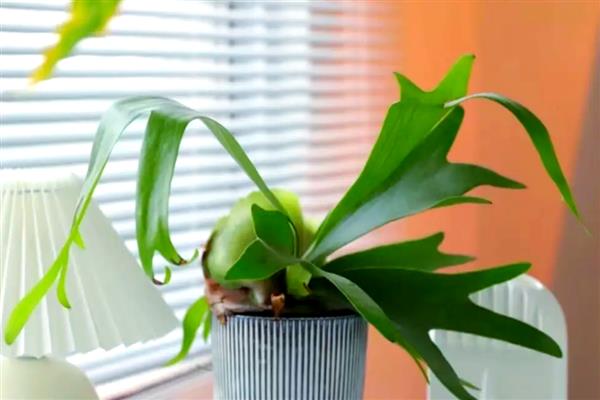鹿角蕨的养殖方法，春秋季节每隔3天浇一次水