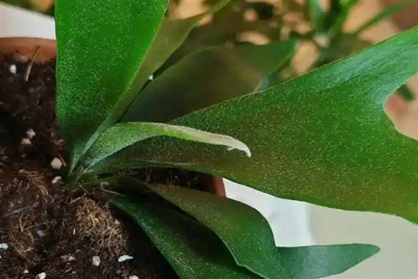 鹿角蕨的养殖方法，春秋季节每隔3天浇一次水