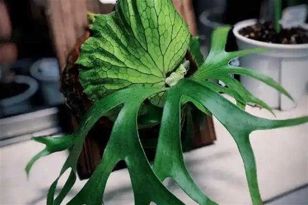 鹿角蕨的养殖方法，春秋季节每隔3天浇一次水
