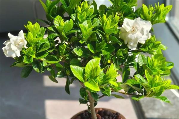栀子花的耐寒温度，可以忍耐-3℃的低温