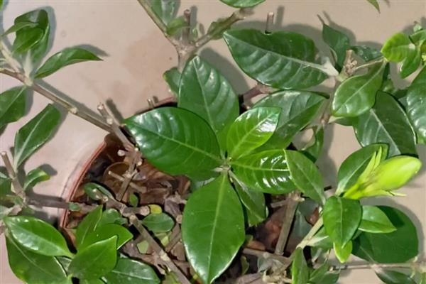 栀子花的耐寒温度，可以忍耐-3℃的低温