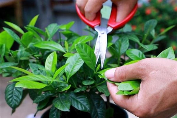栀子花的耐寒温度，可以忍耐-3℃的低温