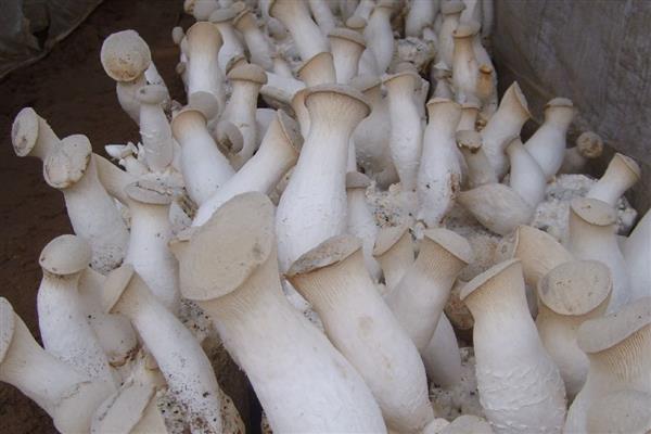 杏鲍菇的常见病害，畸形菇、黄腐病等病害很容易发生