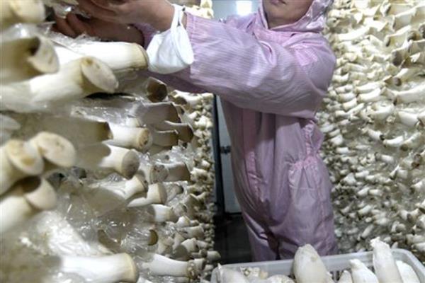 杏鲍菇的常见病害，畸形菇、黄腐病等病害很容易发生