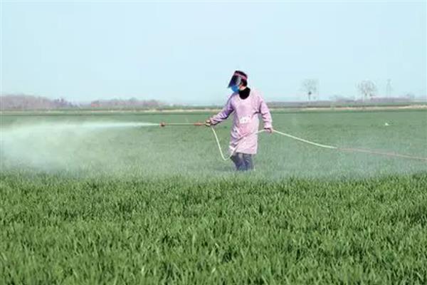 小麦除草剂可以和叶面肥混打吗，除草剂不可和叶面肥混合打