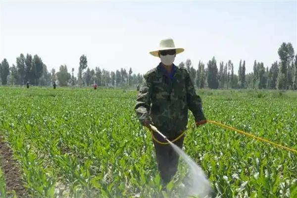 玉米控旺剂能和叶面肥一起使用吗，可以但要注意剂量