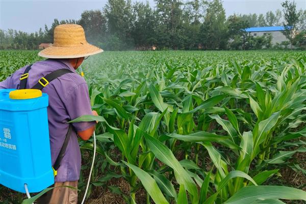 玉米控旺剂能和叶面肥一起使用吗，可以但要注意剂量