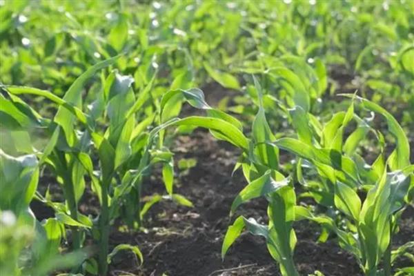 玉米控旺剂能和叶面肥一起使用吗，可以但要注意剂量