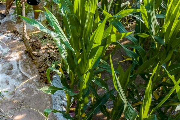 玉米控旺剂能和叶面肥一起使用吗，可以但要注意剂量