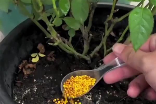 月季花为什么叶片发黄叶尖枯萎，主要是缺水、光照不当、过量施肥等因素所致