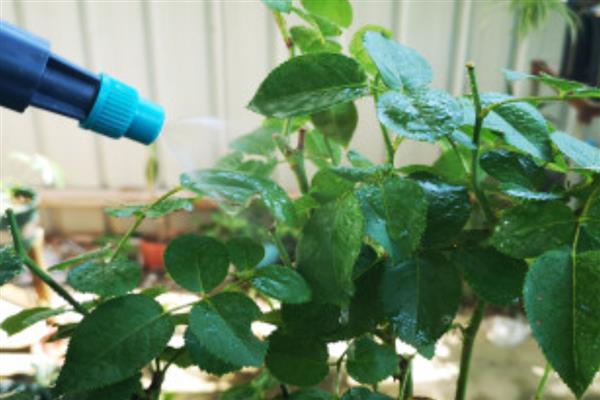 月季花为什么叶片发黄叶尖枯萎，主要是缺水、光照不当、过量施肥等因素所致