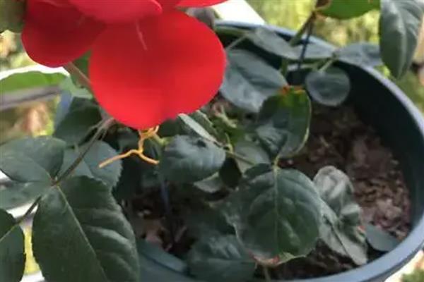 月季花为什么叶片发黄叶尖枯萎，主要是缺水、光照不当、过量施肥等因素所致