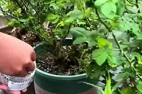 月季花为什么叶片发黄叶尖枯萎，主要是缺水、光照不当、过量施肥等因素所致