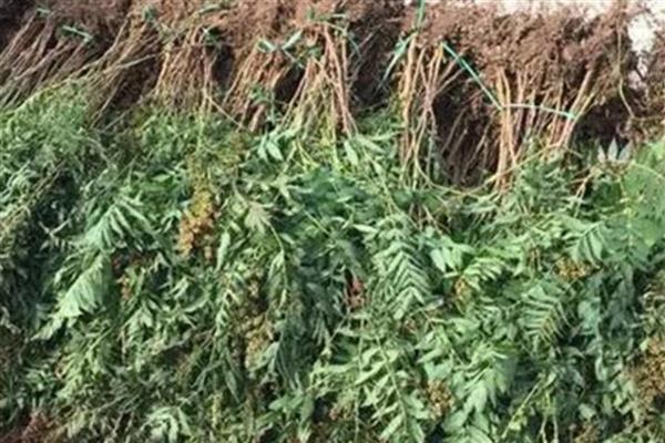 珍珠梅的修剪方式，栽种时剪除烂根、病根和多余的根系