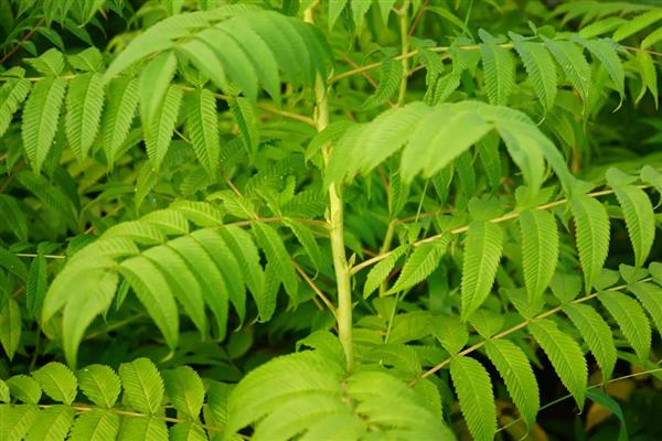 珍珠梅的修剪方式，栽种时剪除烂根、病根和多余的根系