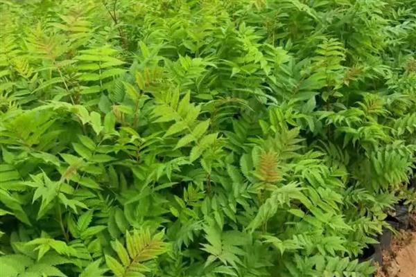 珍珠梅的修剪方式，栽种时剪除烂根、病根和多余的根系