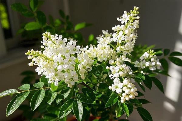 珍珠梅的修剪方式，栽种时剪除烂根、病根和多余的根系