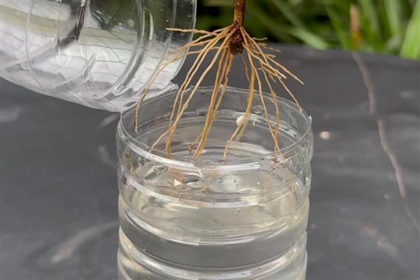 水插桂花的生根方法，枝条插入到生根水中浸泡20-25分钟
