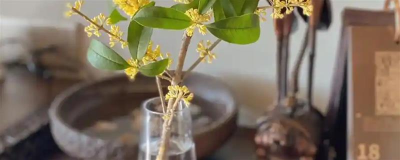 水插桂花的生根方法，枝条插入到生根水中浸泡20-25分钟