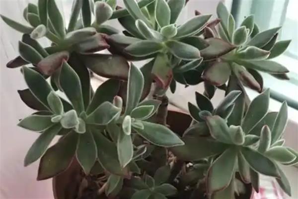锦晃星徒长如何修剪，可直接进行砍头处理