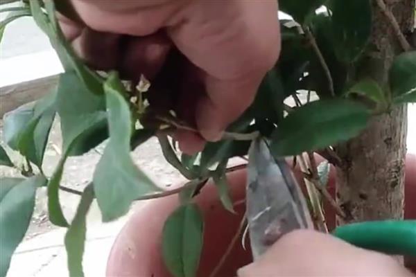 水插桂花的生根方法，枝条插入到生根水中浸泡20-25分钟