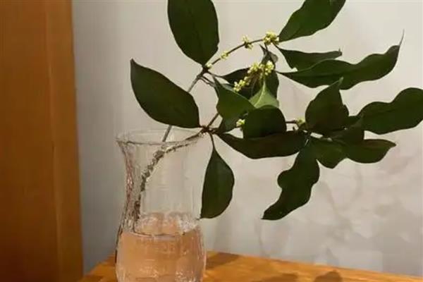 水插桂花的生根方法，枝条插入到生根水中浸泡20-25分钟