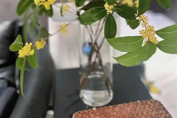 水插桂花的生根方法，枝条插入到生根水中浸泡20-25分钟