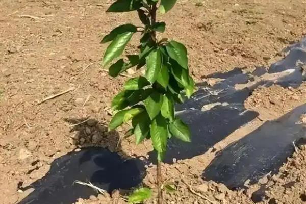 秋栽树木如何越冬，栽植后要及时进行灌透水