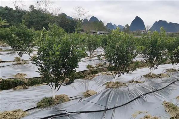 秋栽树木如何越冬，栽植后要及时进行灌透水