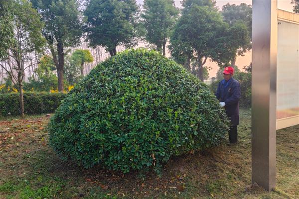 秋栽树木如何越冬，栽植后要及时进行灌透水