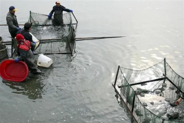 黄颡鱼的养殖方法，放苗后每天投喂2次