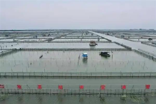 黄颡鱼的养殖方法，放苗后每天投喂2次