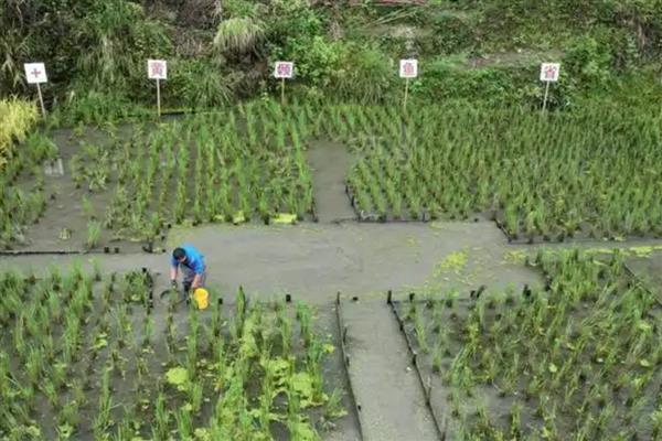 黄颡鱼的养殖方法，放苗后每天投喂2次